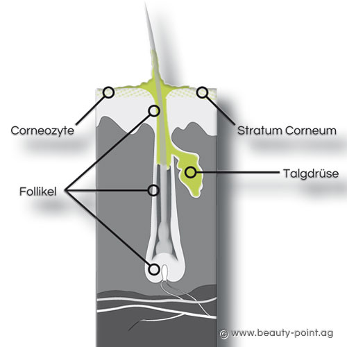 Haarfollikel und Funktion